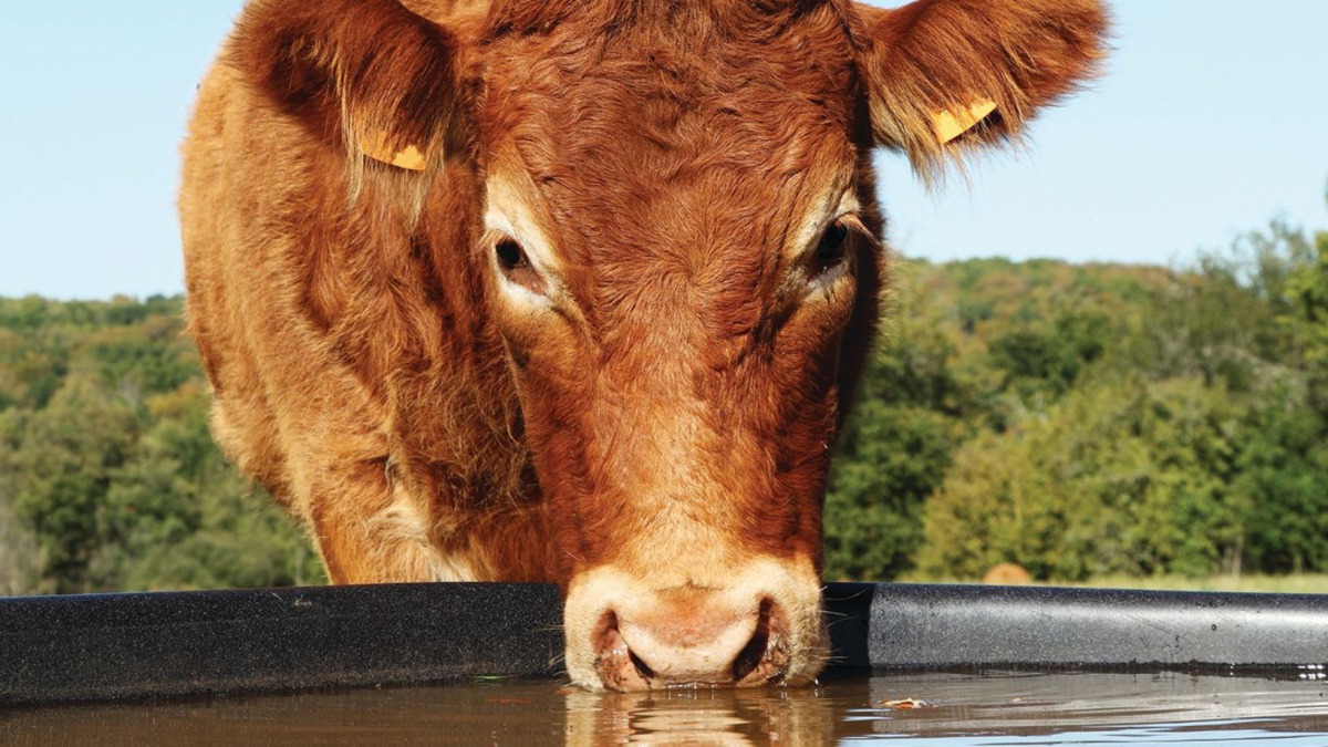 Cattle drinking from water trough