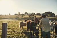 Farmers taking care of cattle