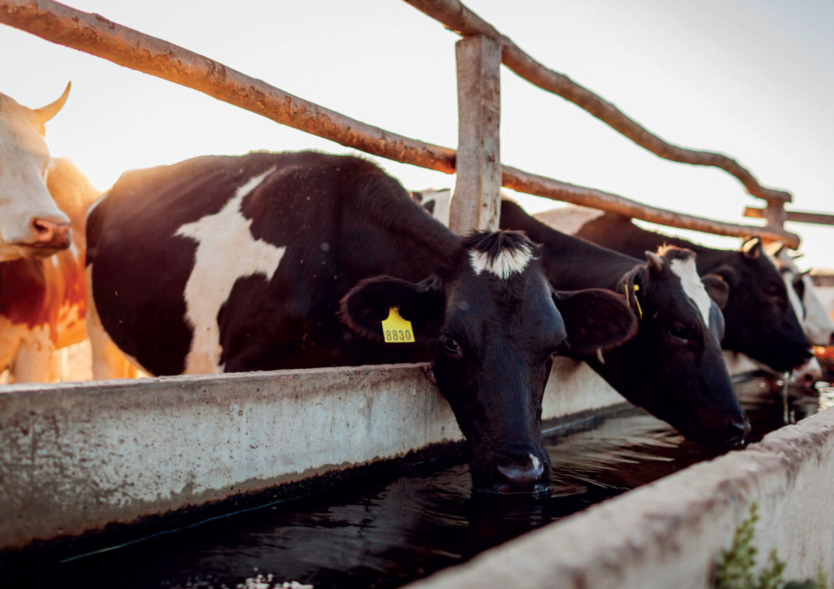 Cattle drinking from water trough