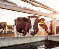 Cattle drinking from water trough