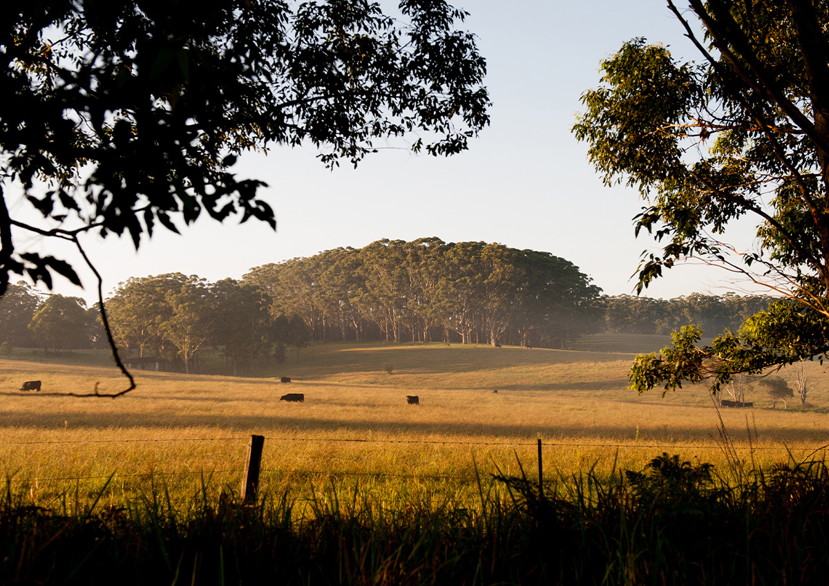 Cattle in a pasture